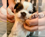 Puppy Freddie Shih Tzu