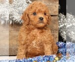 Small #12 Cavapoo