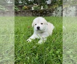 Puppy Willow Alaskan Malamute-Great Pyrenees Mix