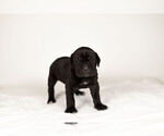 Small Photo #2 Mastiff-Neapolitan Mastiff Mix Puppy For Sale in BRISTOL, IN, USA