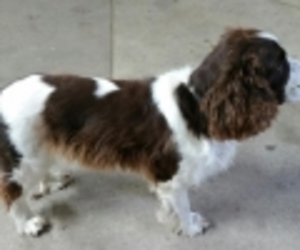 Father of the English Springer Spaniel puppies born on 10/09/2019