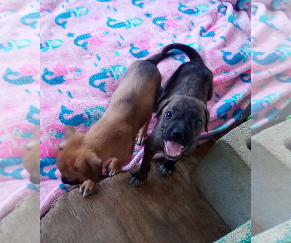 Medium Photo #18 Mutt Puppy For Sale in Apple Valley, CA, USA