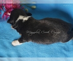 Small Photo #11 Pembroke Welsh Corgi Puppy For Sale in CRESTVIEW, FL, USA