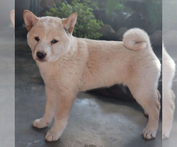 Medium Photo #3 Shiba Inu Puppy For Sale in CHARLES CITY, IA, USA