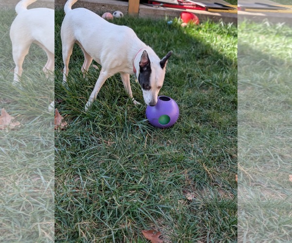 Medium Photo #32 Mutt Puppy For Sale in Holly Springs, NC, USA