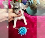 Small #2 Chihuahua