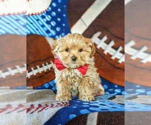 Maltipoo Puppy for sale in LINCOLN UNIVERSITY, PA, USA