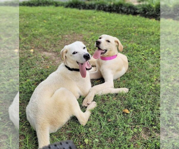 Medium Photo #2 Labrenees Puppy For Sale in Maryville, TN, USA