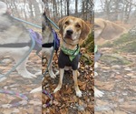 Small #2 Labrador Retriever-Redbone Coonhound Mix