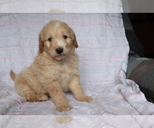 Goldendoodle (Miniature) Puppy for sale in SHILOH, OH, USA