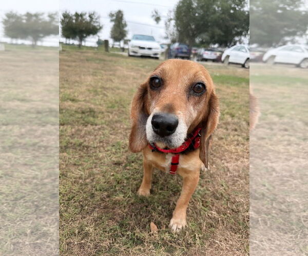 Medium Photo #2 Beagle Puppy For Sale in Tampa, FL, USA