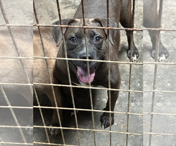 Medium Photo #2 Bulldog-Labrador Retriever Mix Puppy For Sale in Jackson, MS, USA
