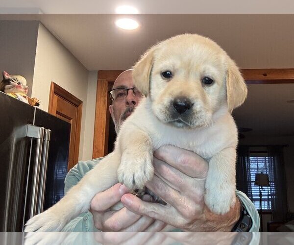Medium Photo #1 Labrador Retriever Puppy For Sale in HIGH POINT, NC, USA