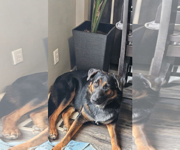 Medium Photo #2 German Shepherd Dog Puppy For Sale in New Hill, NC, USA