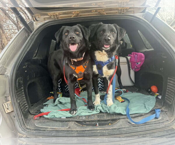 Medium Photo #1 Labrador Retriever-Unknown Mix Puppy For Sale in NEWPORT NH, NH, USA