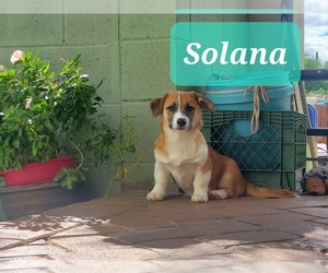Aussie-Corgi Puppy for sale in TUCSON, AZ, USA
