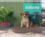 Solana - Female Aussie-Corgi Puppy for Sale - Small photo