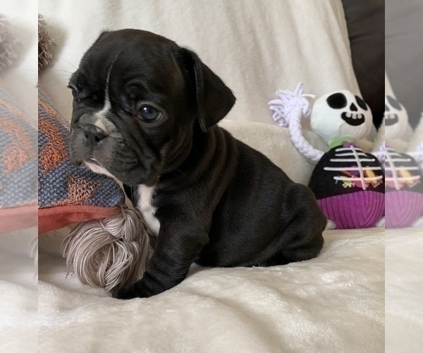 Medium Photo #1 French Bulldog Puppy For Sale in JOHNS ISLAND, SC, USA