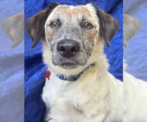 Anatolian Shepherd-Pointer Mix Dogs for adoption in Cuba, NY, USA