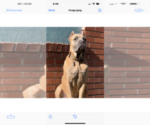 Small Photo #11 Cane Corso Puppy For Sale in HOLTVILLE, CA, USA