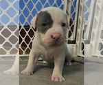Puppy Puppy 3 American Pit Bull Terrier