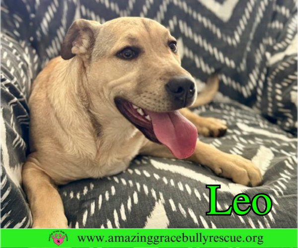 Medium Photo #5 Bulldog-Labrador Retriever Mix Puppy For Sale in Pensacola, FL, USA