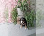 Small Photo #3 Bernedoodle (Miniature) Puppy For Sale in MILLERSBURG, OH, USA