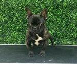Small Photo #26 French Bulldog Puppy For Sale in CHARLOTTE, NC, USA