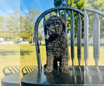 Small Photo #3 Poodle (Standard) Puppy For Sale in OCALA, FL, USA