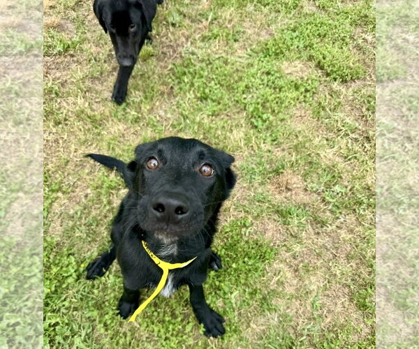 Medium Photo #4 Mutt Puppy For Sale in Houston, TX, USA