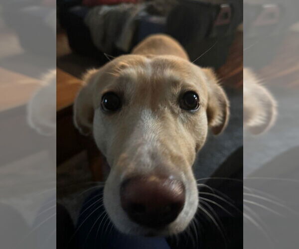 Medium Photo #3 Labrenees Puppy For Sale in Lakewood, CO, USA