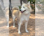 Small #5 Huskies  Mix