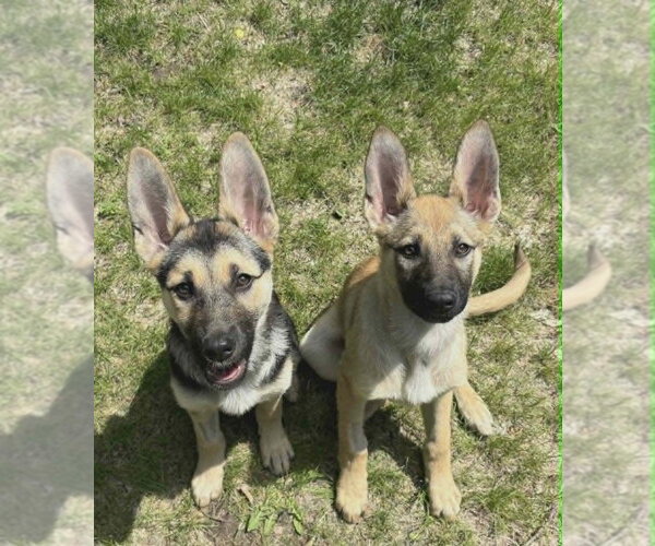 Medium Photo #4 Mutt Puppy For Sale in Andover, MN, USA