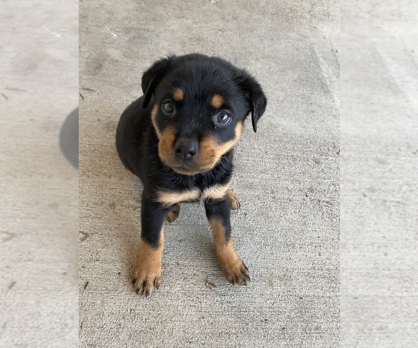 Medium Photo #3 Rottweiler Puppy For Sale in CANAL WHCHSTR, OH, USA
