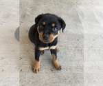 Small Photo #3 Rottweiler Puppy For Sale in CANAL WHCHSTR, OH, USA