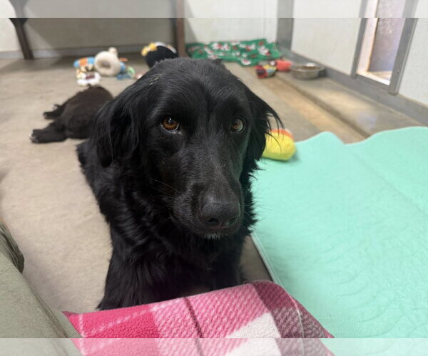 Medium Photo #5 Border Collie-Unknown Mix Puppy For Sale in Cave Creek, AZ, USA