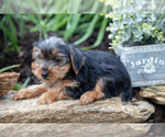 Small Photo #11 Yorkshire Terrier Puppy For Sale in QUARRYVILLE, PA, USA