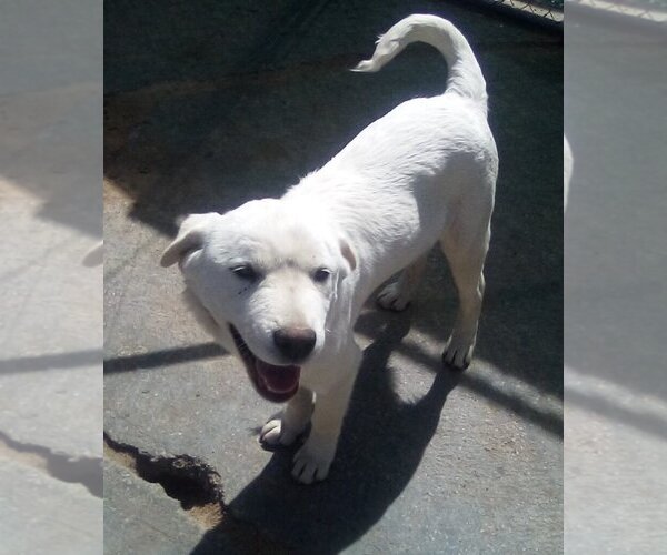 Medium Photo #13 Mutt Puppy For Sale in Apple Valley, CA, USA