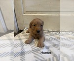Small Photo #7 Golden Retriever Puppy For Sale in MARSHFIELD, MO, USA