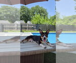 Small #4 Basset Hound-Rat Terrier Mix