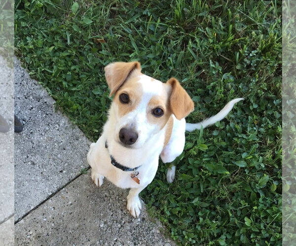 Medium Photo #1 Jack Russell Terrier-Unknown Mix Puppy For Sale in Royal Palm Beach, FL, USA