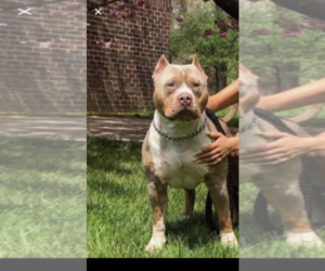 American Bully Mikelands  Puppy for sale in VIRGINIA BCH, VA, USA