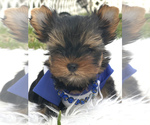 Small Photo #4 Yorkshire Terrier Puppy For Sale in CORAL SPRINGS, FL, USA