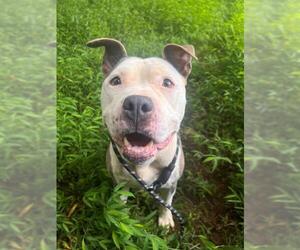 American Pit Bull Terrier Dogs for adoption in Charlotte, NC, USA