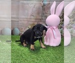 Small #4 Catahoula Leopard Dog