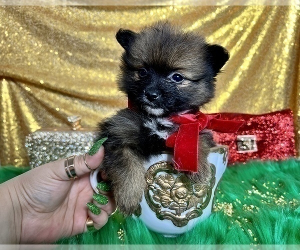 Medium Photo #47 Pomeranian Puppy For Sale in HAYWARD, CA, USA