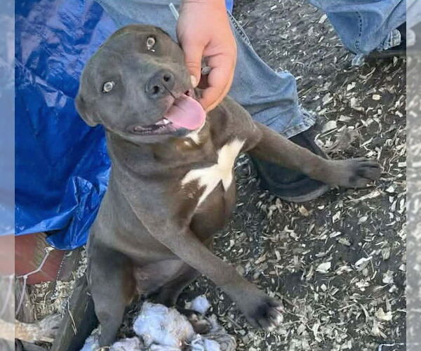 Medium Photo #2 American Pit Bull Terrier-Unknown Mix Puppy For Sale in Minneapolis, MN, USA