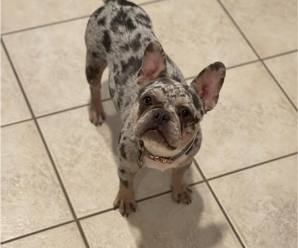 Medium Photo #1 French Bulldog Puppy For Sale in SACRAMENTO, CA, USA