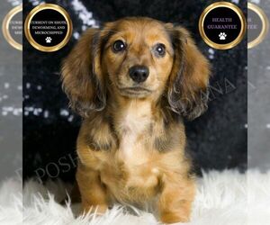 Dachshund Puppy for sale in WARSAW, IN, USA