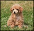 Small Photo #29 Poodle (Miniature) Puppy For Sale in COPPOCK, IA, USA